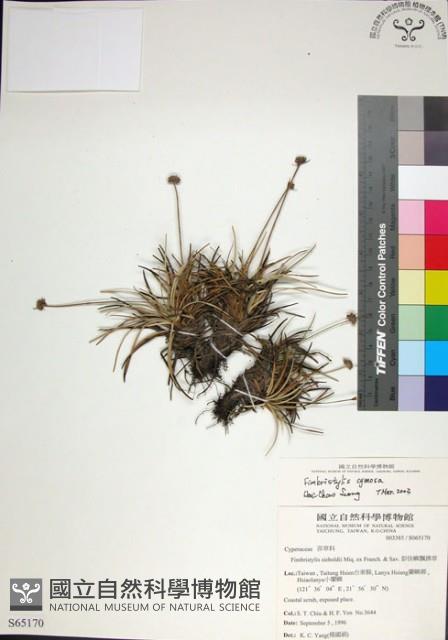 乾溝飄拂草藏品圖，第1張