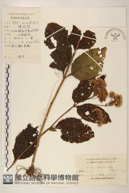 佩蘭、澤蘭藏品圖，第1張