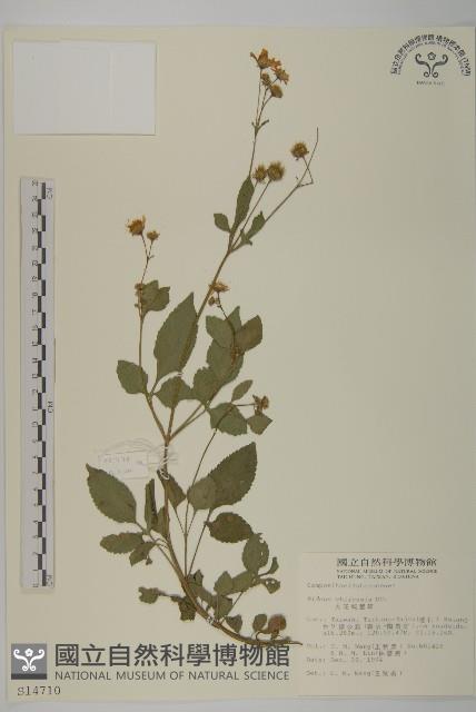 雙面刺藏品圖，第1張