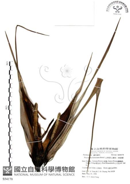 山露兜、山林投、林投舅藏品圖，第1張