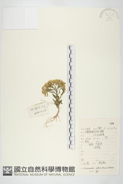 石蓮藏品圖，第1張