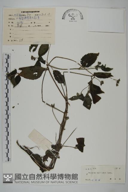 山蟛蜞菊藏品圖，第1張