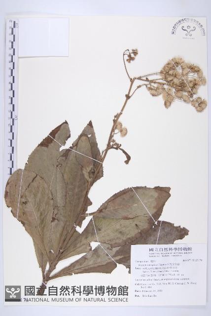 大花艾納香藏品圖，第1張