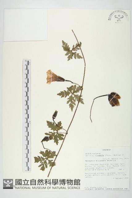 七爪牽牛花藏品圖，第1張