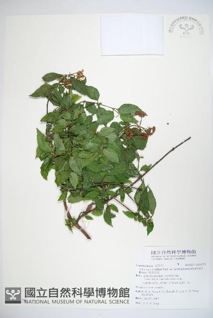 狹葉莢迷藏品圖，第1張