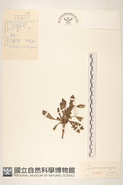 遼東蒲公英藏品圖，第1張