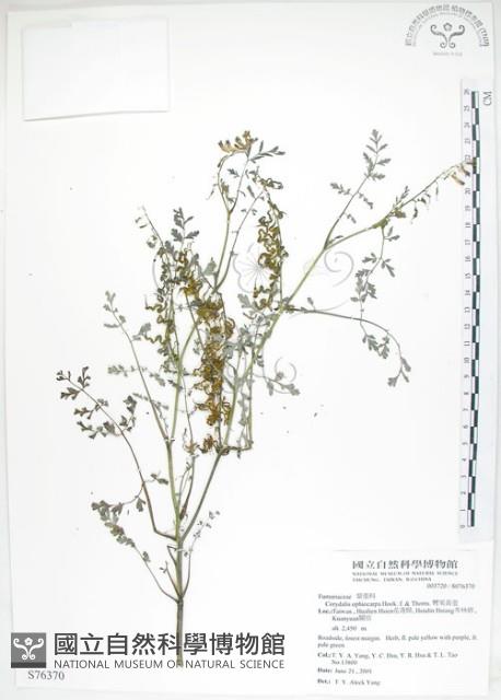 彎果黃菫藏品圖，第1張