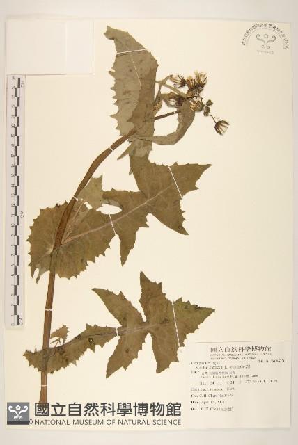 苦滇菜、苦菜藏品圖，第1張