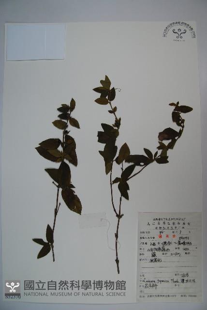 忍冬、金銀花藏品圖，第1張