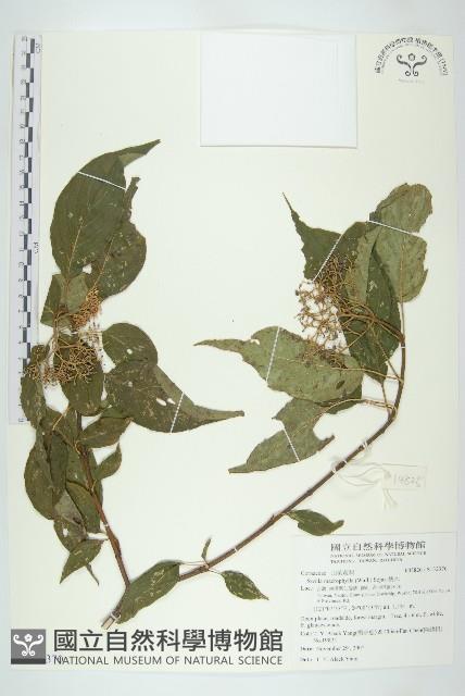 梜木藏品圖，第1張