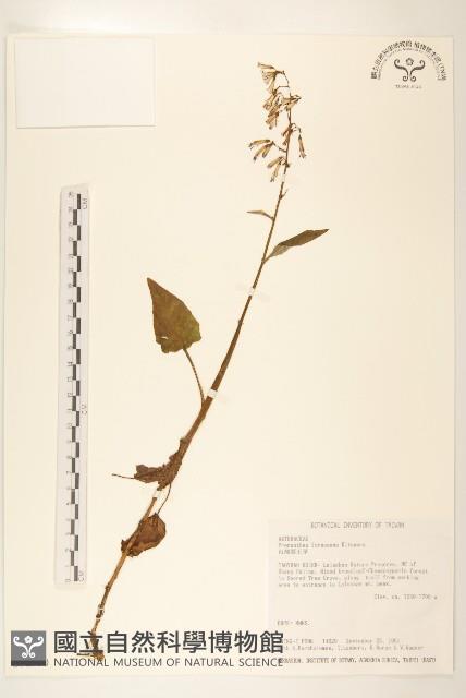 臺灣福王草藏品圖，第1張