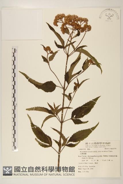 台灣澤蘭藏品圖，第1張