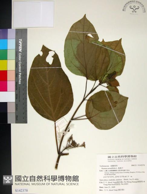 臭娘子藏品圖，第1張