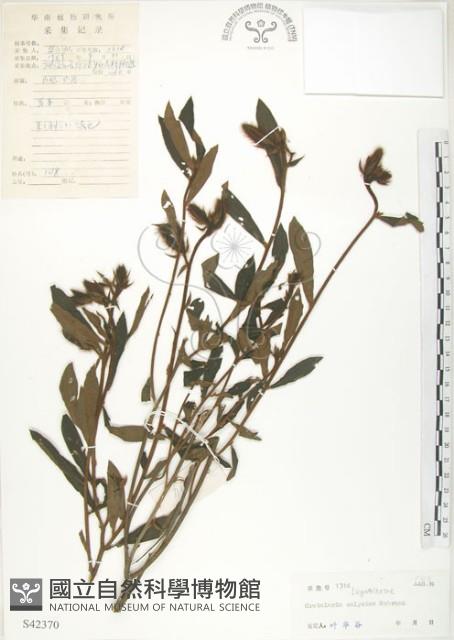 長萼野百合藏品圖，第1張