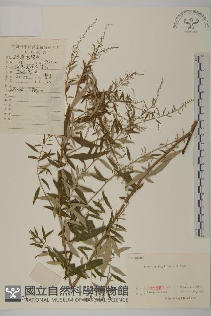 艾蒿藏品圖，第1張