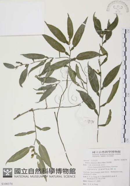 柚葉藤藏品圖，第1張