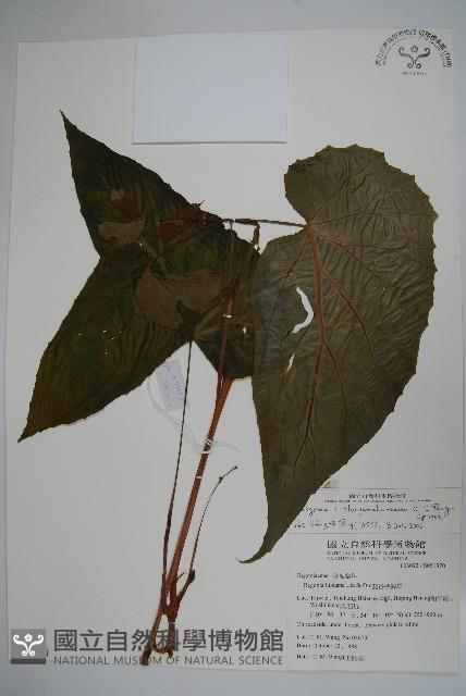 出雲山秋海棠藏品圖，第1張