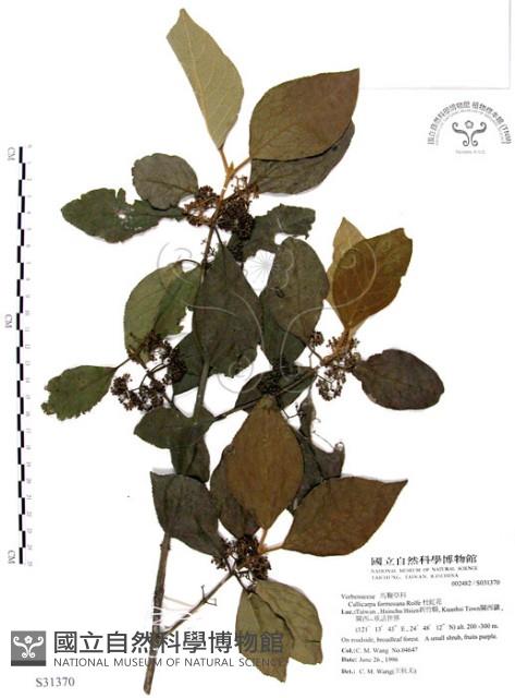 杜虹花，台灣紫珠藏品圖，第1張