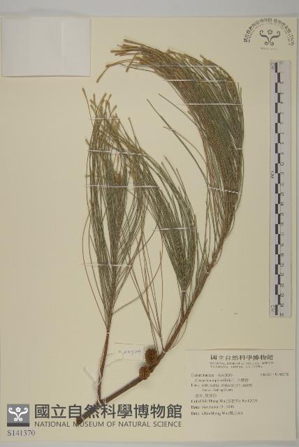 木麻黃藏品圖，第1張