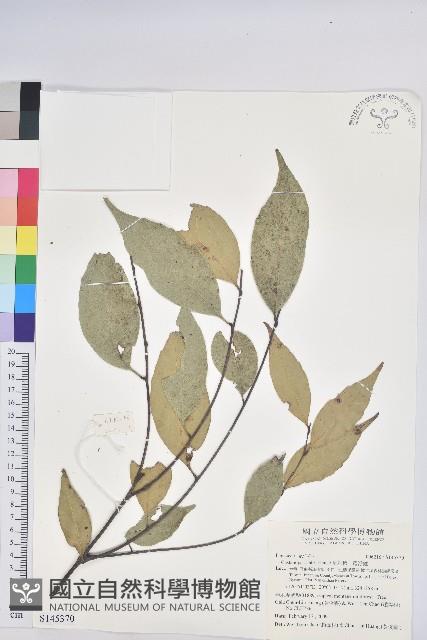 星刺栲、羅浮錐藏品圖，第1張