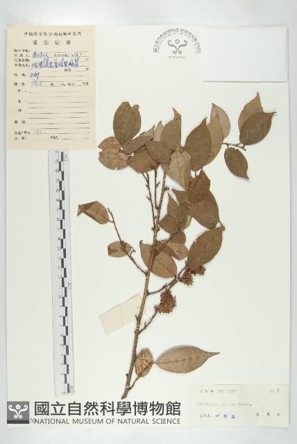 藤胡頹子藏品圖，第1張