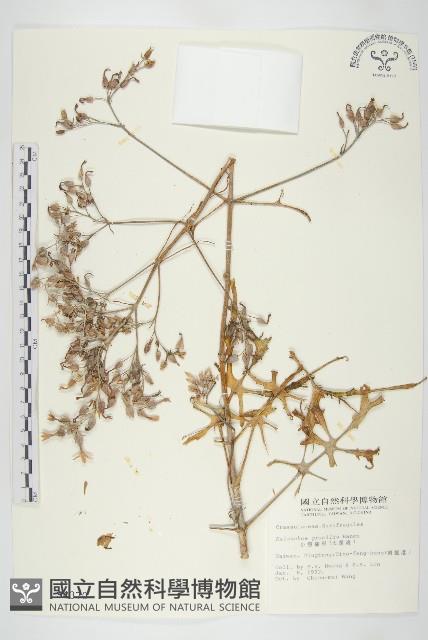 小燈籠草、大還魂藏品圖，第1張