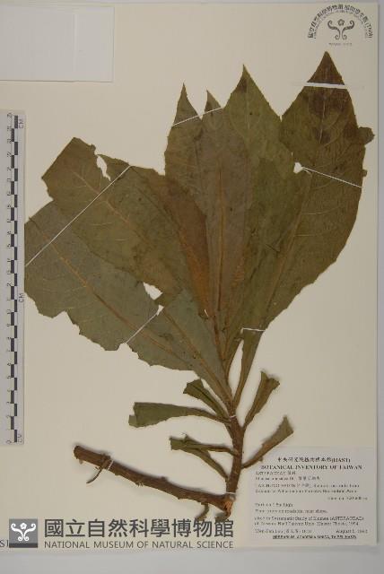 薄葉艾納香藏品圖，第1張