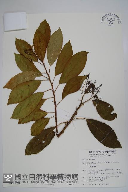 厚殼樹藏品圖，第1張