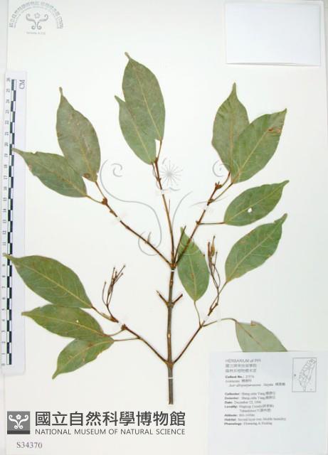 樟葉槭, 飛蛾子樹藏品圖，第1張