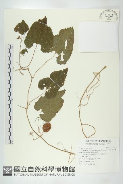 青牛膽藏品圖，第1張