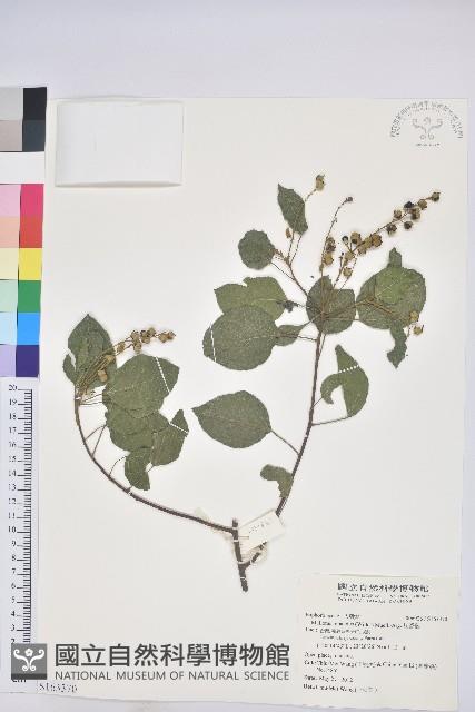 扛香藤藏品圖，第1張