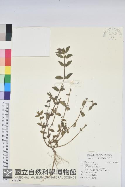 乳仔草藏品圖，第1張