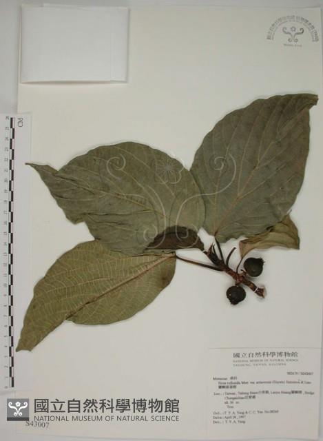 蘭嶼落葉榕藏品圖，第1張