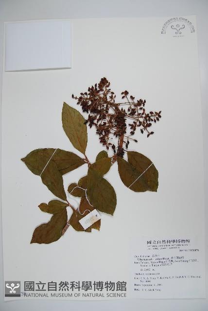 著生珊瑚樹藏品圖，第1張