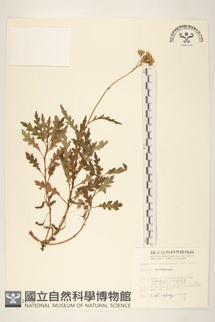 玉山黃菀藏品圖，第1張