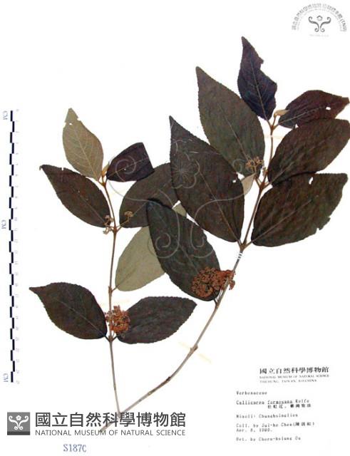 杜虹花，台灣紫珠藏品圖，第1張