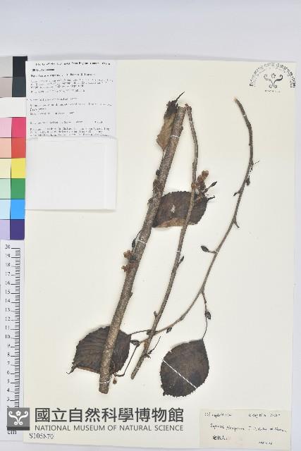 領春木藏品圖，第1張