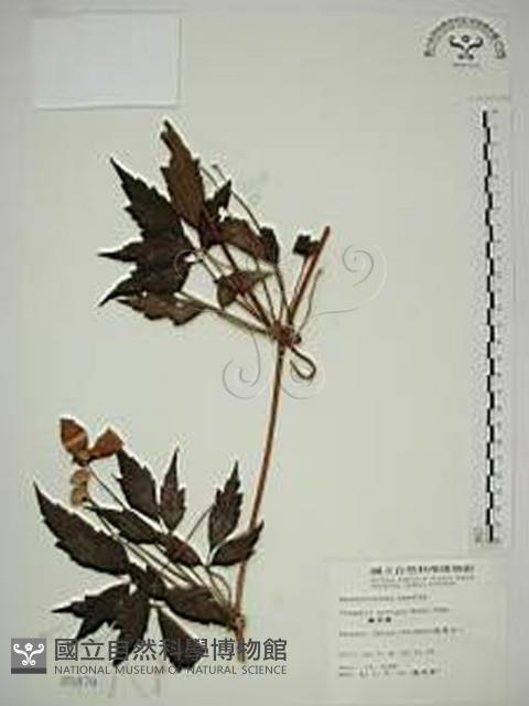 繡球藤藏品圖，第1張