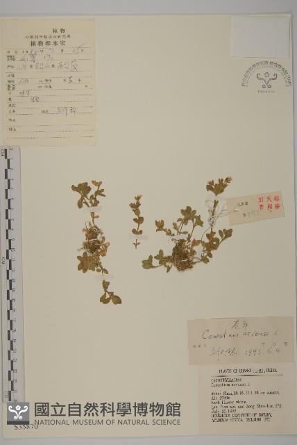 卷耳藏品圖，第1張