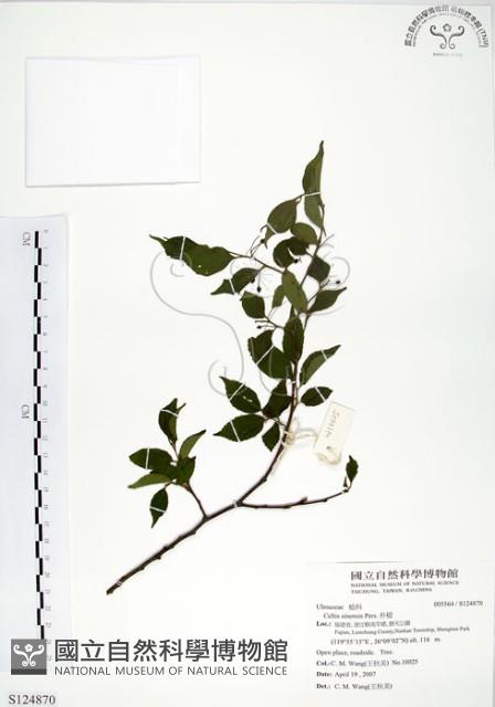 朴樹藏品圖，第1張