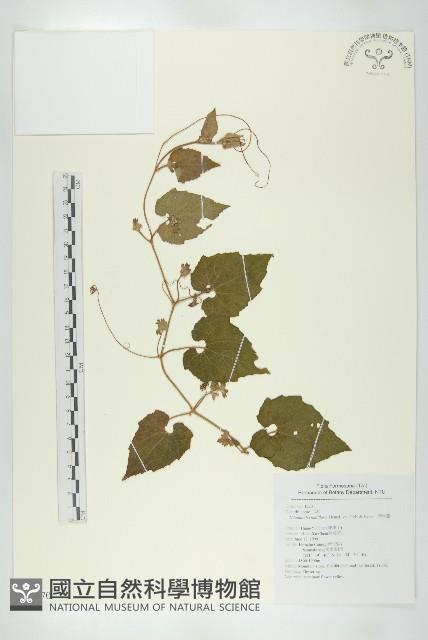 青牛膽藏品圖，第1張