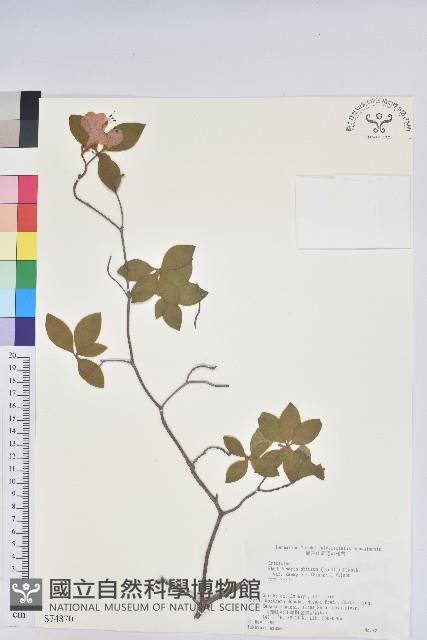 登錄號:S074870藏品圖，第1張