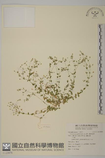 無心菜、鵝不食草藏品圖，第1張