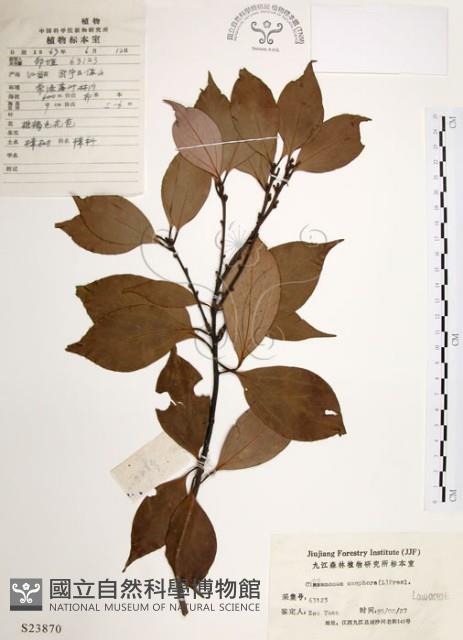 樟樹藏品圖，第1張