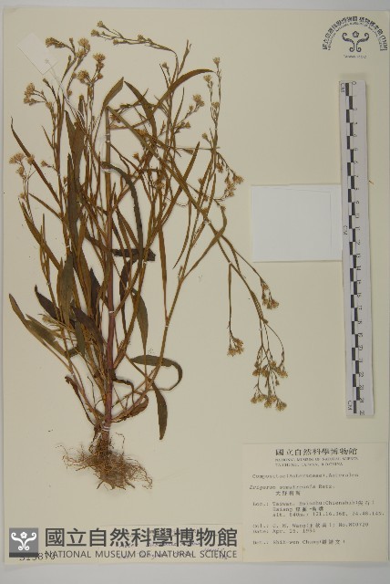 掃帚菊藏品圖，第1張