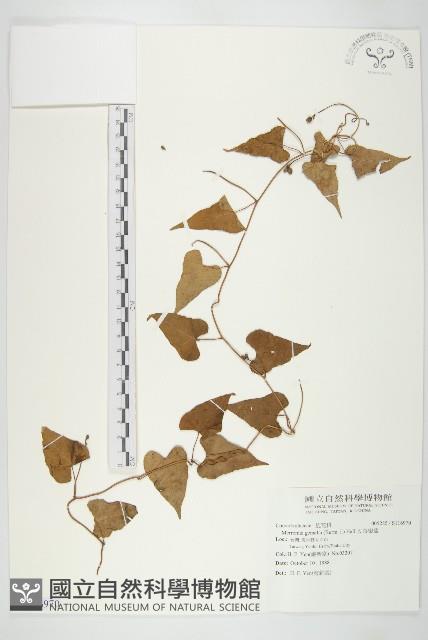 菜欒藤藏品圖，第1張