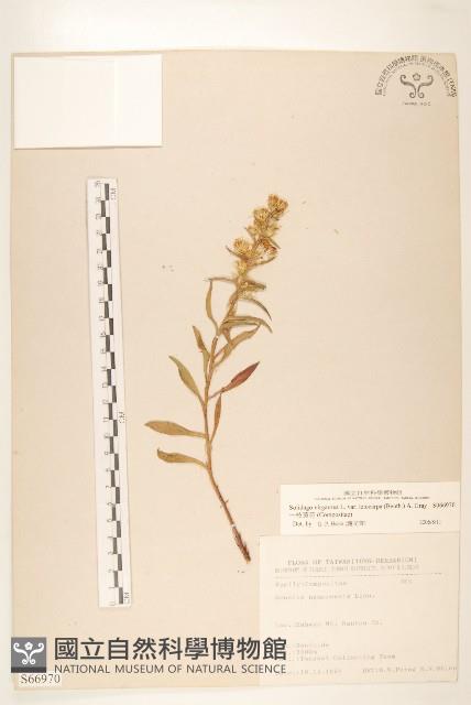 一枝黃花藏品圖，第1張