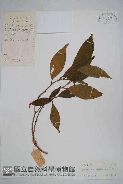 藥用狗牙花藏品圖，第1張