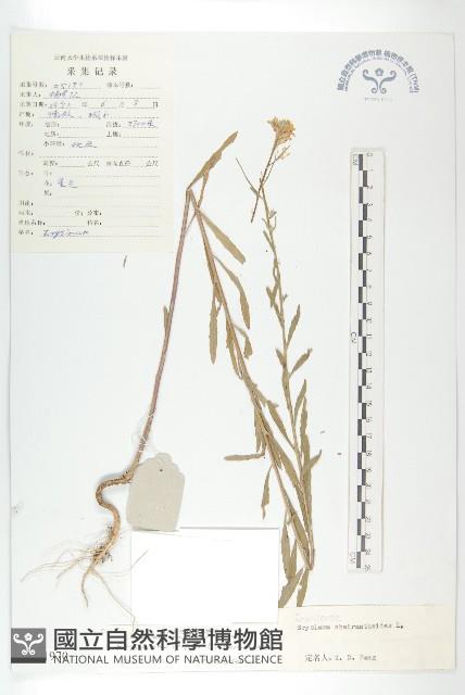 登錄號:S021970藏品圖，第1張