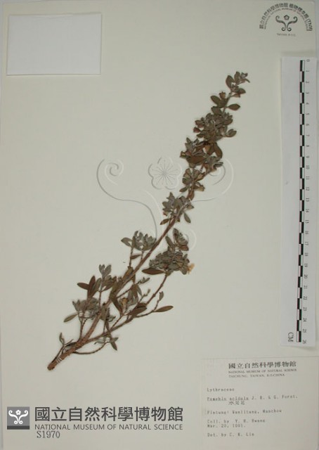 水芫花藏品圖，第1張
